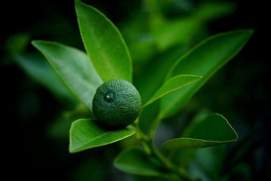 Le kabosu : le citron vert japonais