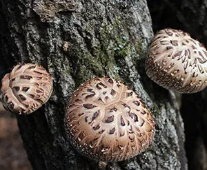 Champignons shiitaké séchés 70g (450g réhydratés)